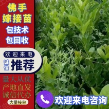 佛手苗种植基地，产地直发，包技术，你种我收诚信为本