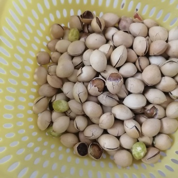 银杏果（白果）