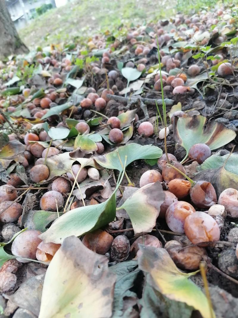 银杏果（白果）