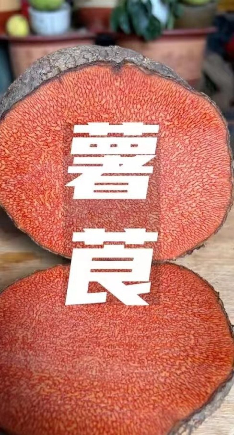 广西薯莨
