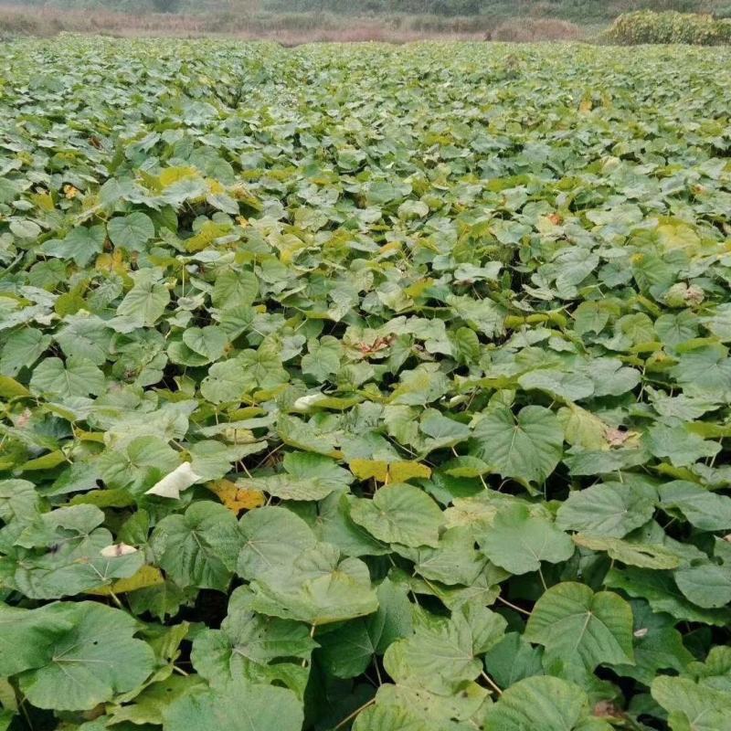 油桐苗批发基地，买油桐树苗请选择重庆俊尧专业油桐培育公司
