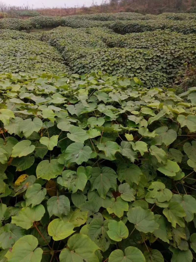 油桐苗批发基地，买油桐树苗请选择重庆俊尧专业油桐培育公司
