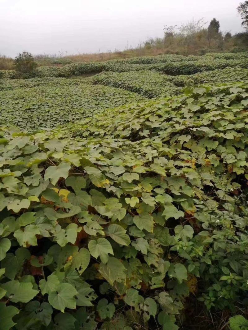 油桐苗批发基地，买油桐树苗请选择重庆俊尧专业油桐培育公司