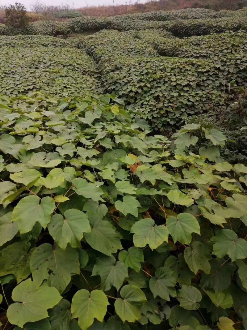 油桐苗批发基地，买油桐树苗请选择重庆俊尧专业油桐培育公司