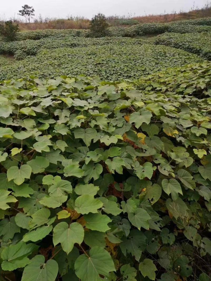 油桐苗批发基地，买油桐树苗请选择重庆俊尧专业油桐培育公司