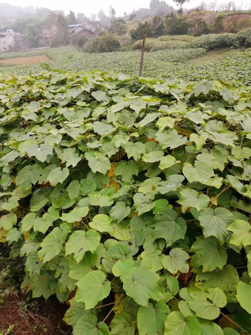 油桐苗批发基地，买油桐树苗请选择重庆俊尧专业油桐培育公司