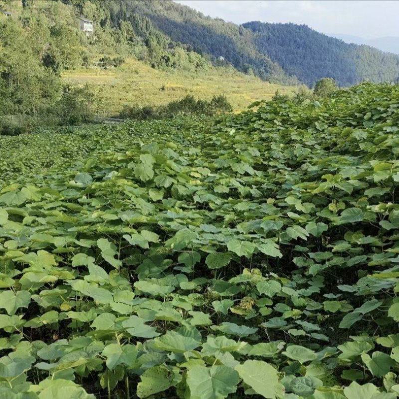 油桐采购批发价格，买油桐苗请选择重庆俊尧专业油桐培育公司