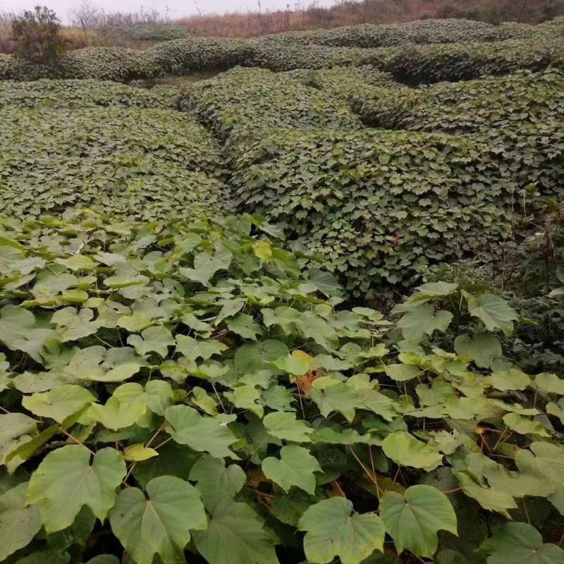 油桐采购批发价格，买油桐苗请选择重庆俊尧专业油桐培育公司