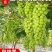 【新品种】葡萄树苗阳光玫瑰，无核甜蜜蓝宝石妮娜皇后包成活