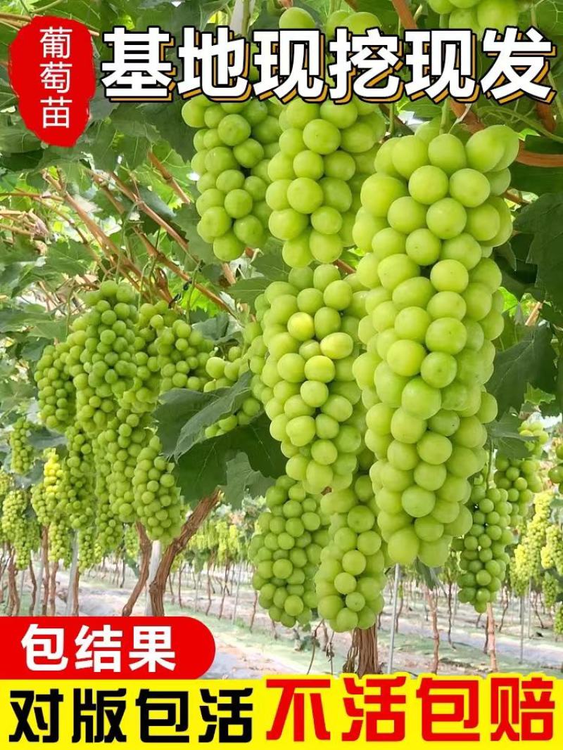 【新品种】葡萄树苗阳光玫瑰，无核甜蜜蓝宝石妮娜皇后包成活