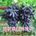【新品种】葡萄树苗阳光玫瑰，无核甜蜜蓝宝石妮娜皇后包成活