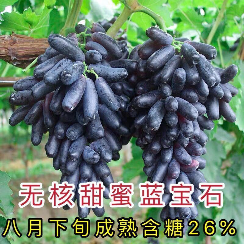 【新品种】葡萄树苗阳光玫瑰，无核甜蜜蓝宝石妮娜皇后包成活