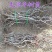 【新品种】葡萄树苗阳光玫瑰，无核甜蜜蓝宝石妮娜皇后包成活