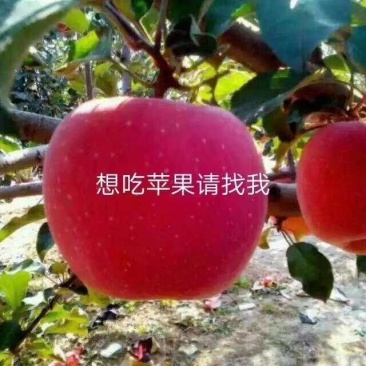 想吃苹果的联系