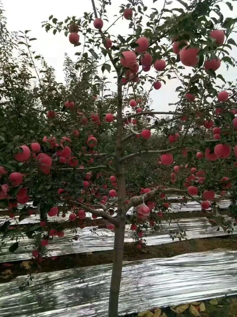 想吃苹果的联系