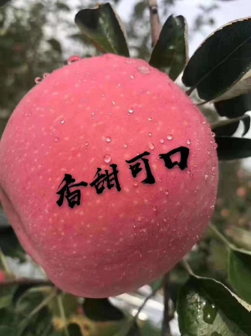 想吃苹果的联系
