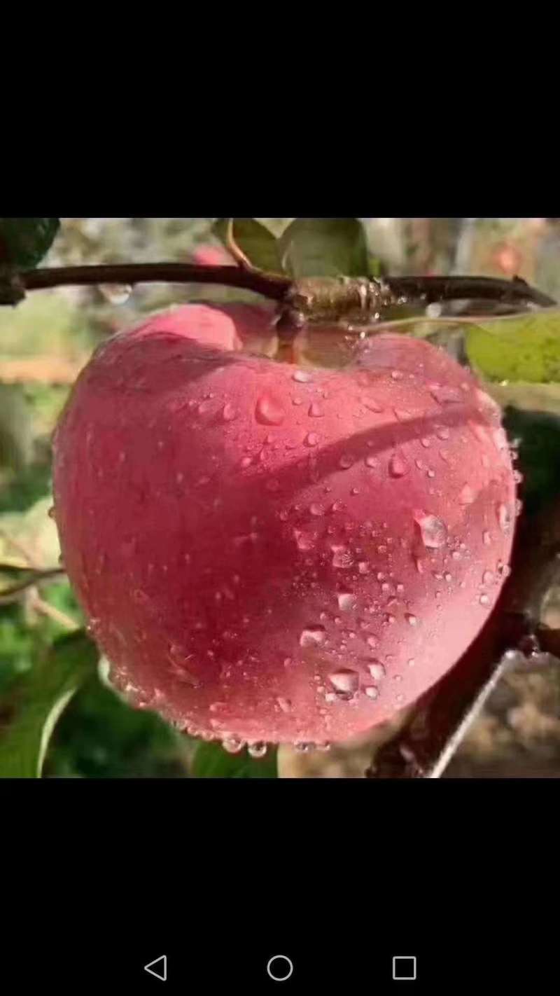 想吃苹果的联系