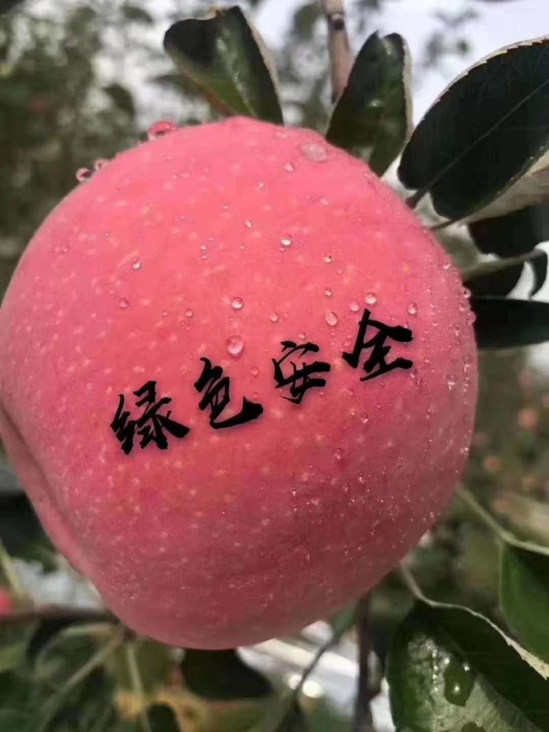 想吃苹果的联系