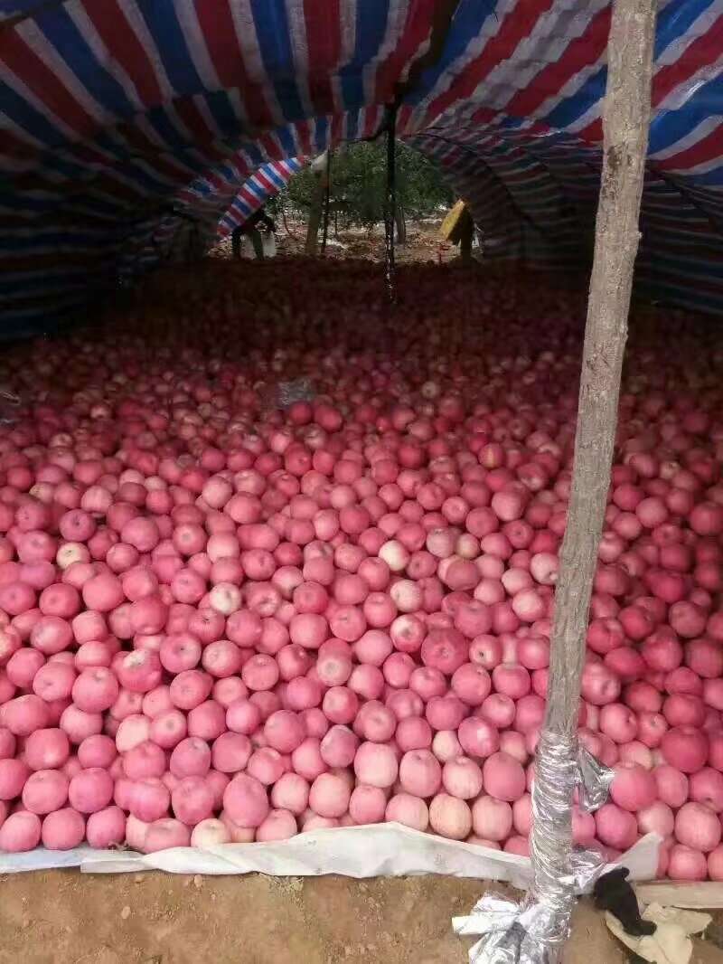 想吃苹果的联系