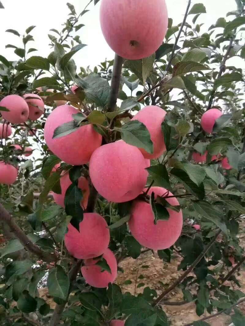 想吃苹果的联系