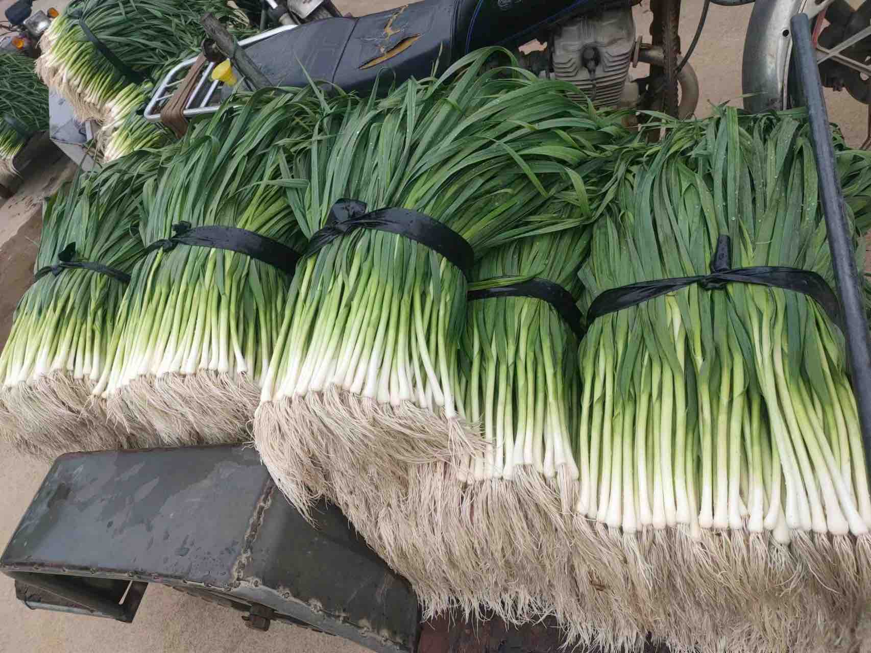 蒜苔与蒜薹对比图