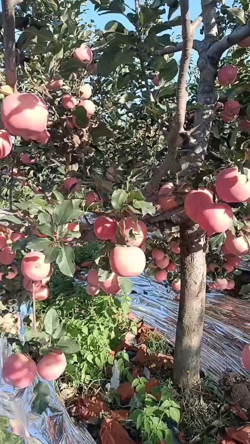 河北卢龙山地韩富寒苹果，口感好颜色亮，个头均匀。过源充，