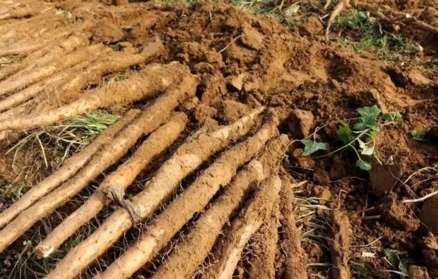 山药的植物形态