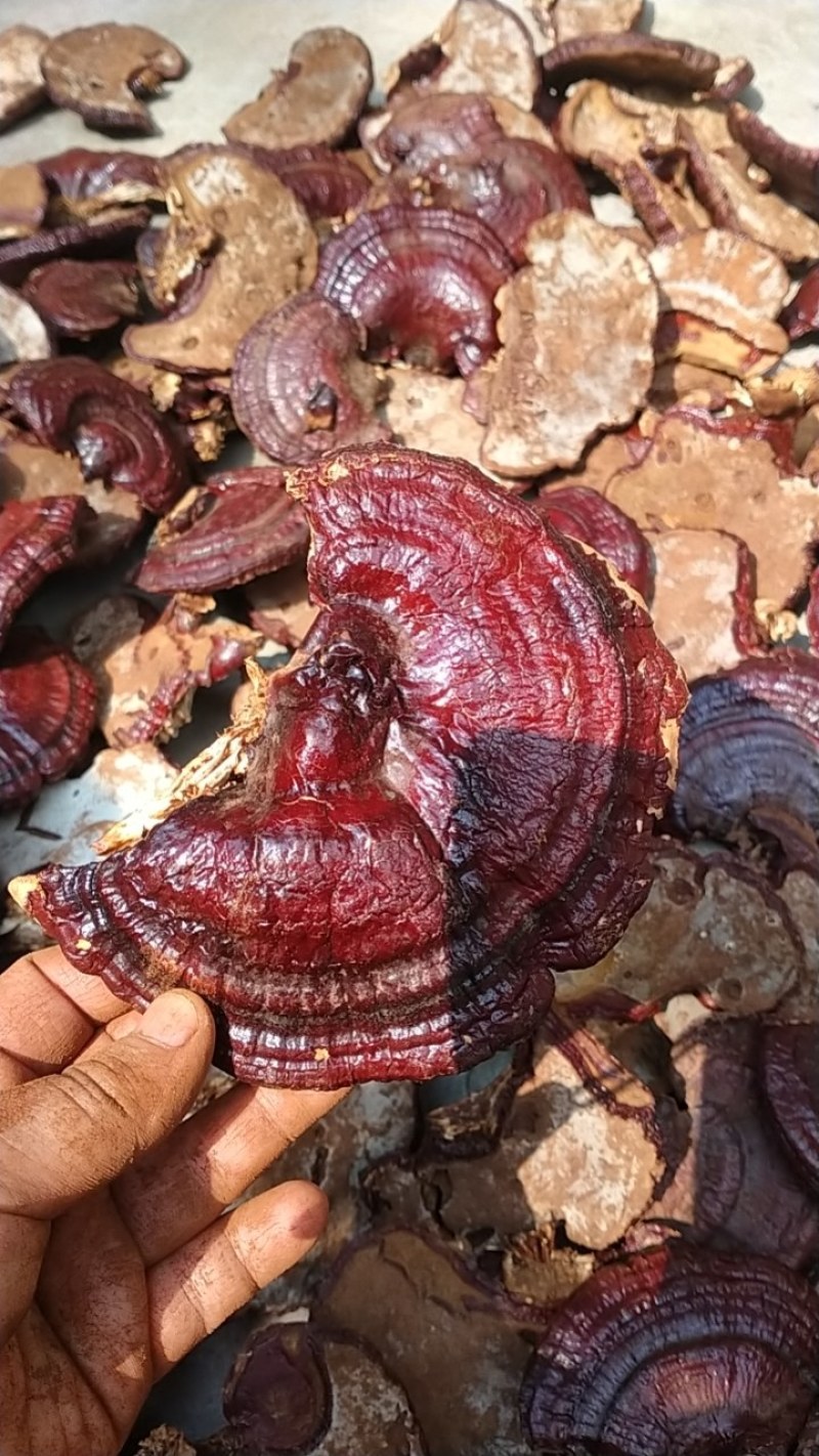 红灵芝产地直销量大优惠不苦口感也好