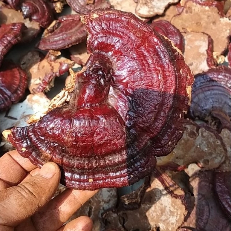 红灵芝产地直销量大优惠不苦口感也好