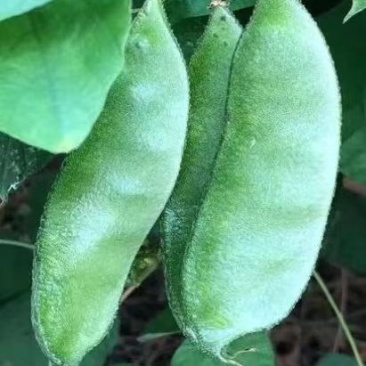 暖棚眉豆，猪耳朵扁豆，柴扁豆，质量好，大量有货