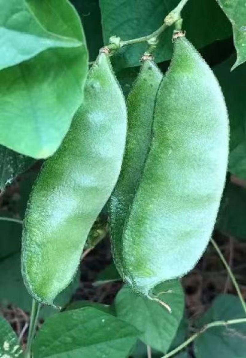 暖棚眉豆，猪耳朵扁豆，柴扁豆，质量好，大量有货