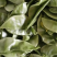 暖棚眉豆，猪耳朵扁豆，柴扁豆，质量好，大量有货