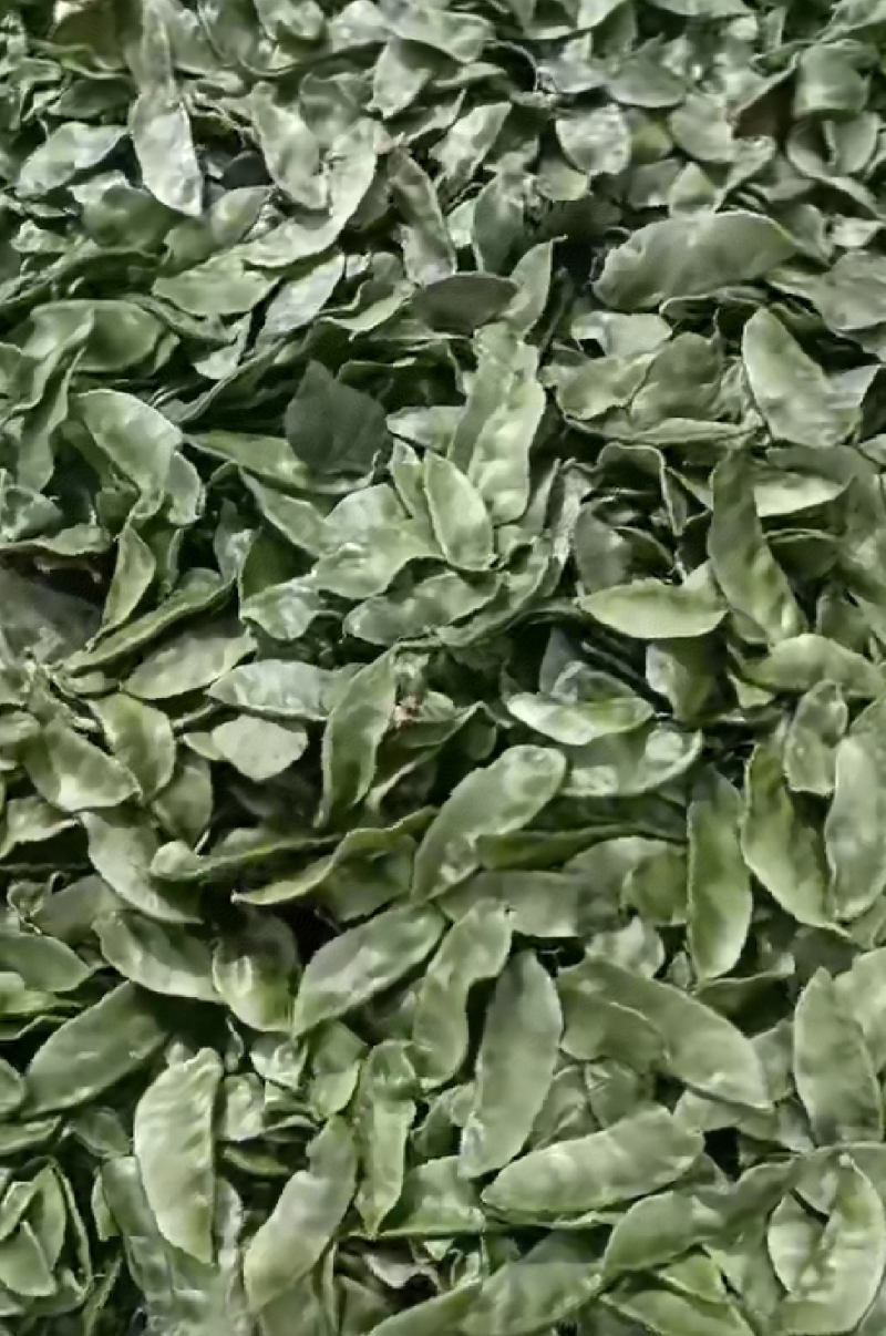 暖棚眉豆，猪耳朵扁豆，柴扁豆，质量好，大量有货