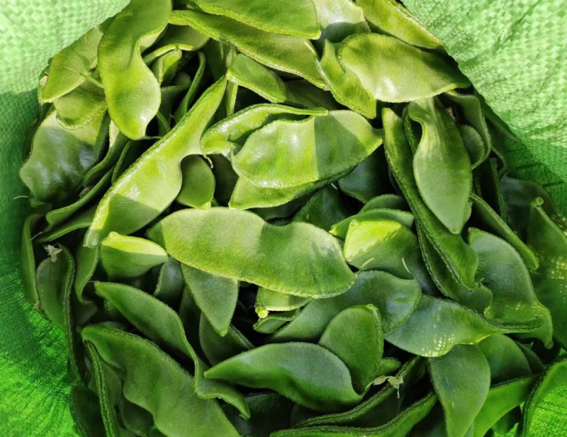 暖棚眉豆，猪耳朵扁豆，柴扁豆，质量好，大量有货
