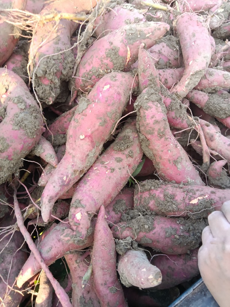 西瓜红红薯