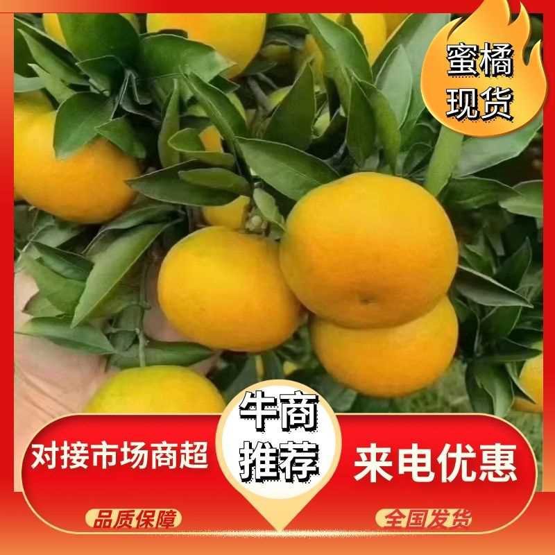 高山蜜橘，无籽无渣细皮，对接电商社团市场商超等保质保量