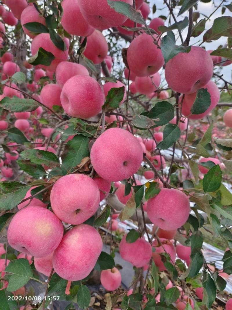 寒富苹果颜色全红口感好产地货源充足