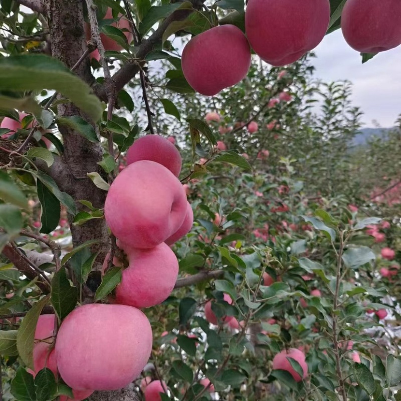 寒富苹果颜色全红口感好产地货源充足