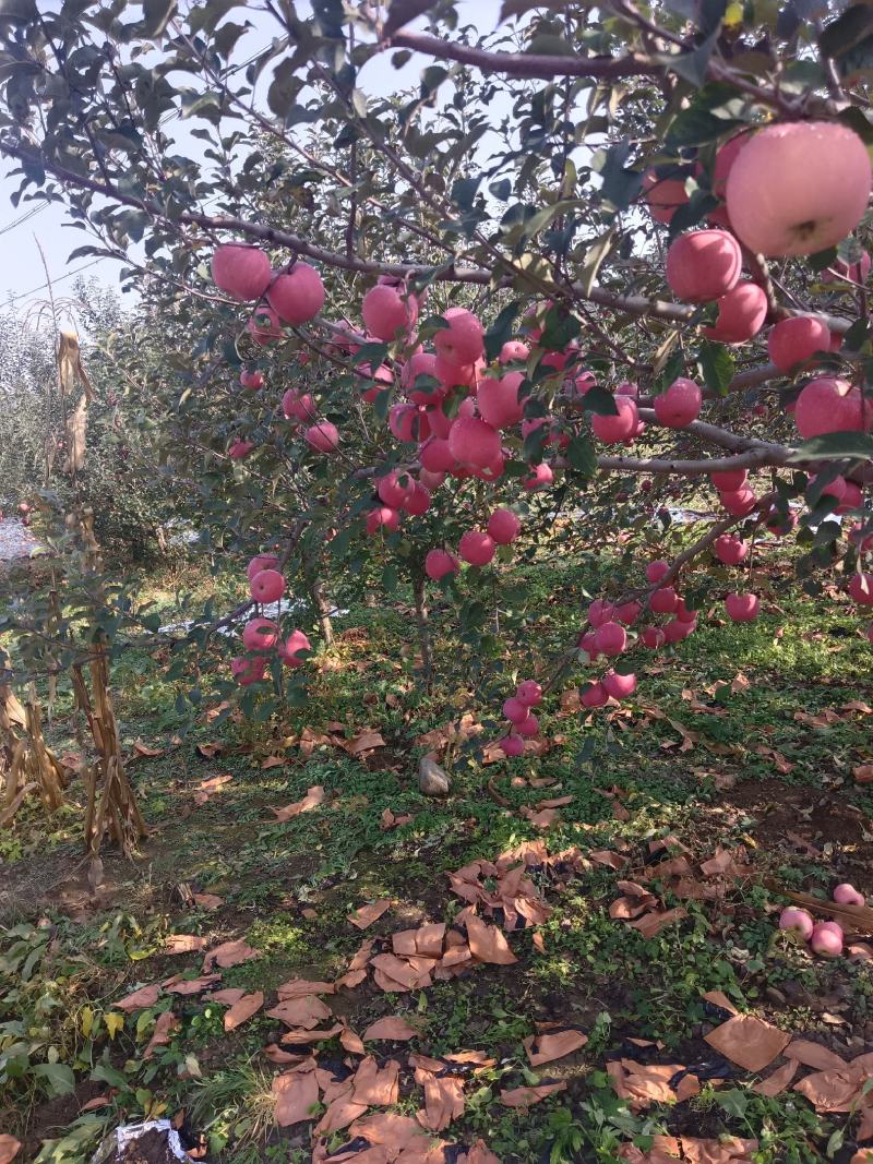 辽南苹果上市，各种苹果代办