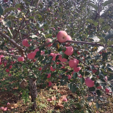 辽南苹果上市，各种苹果代办