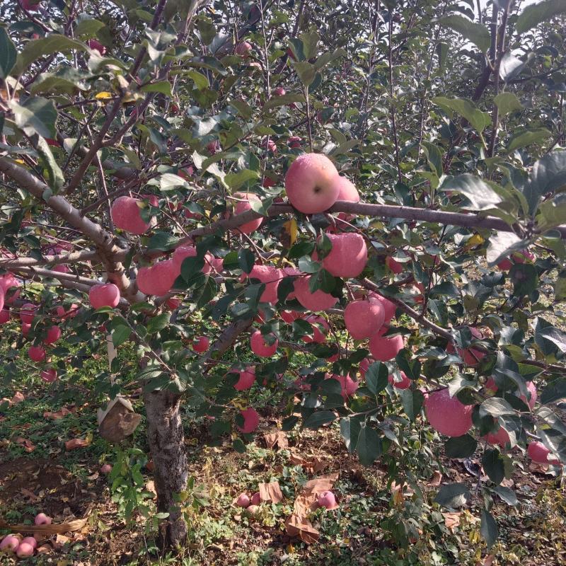辽南苹果上市，各种苹果代办