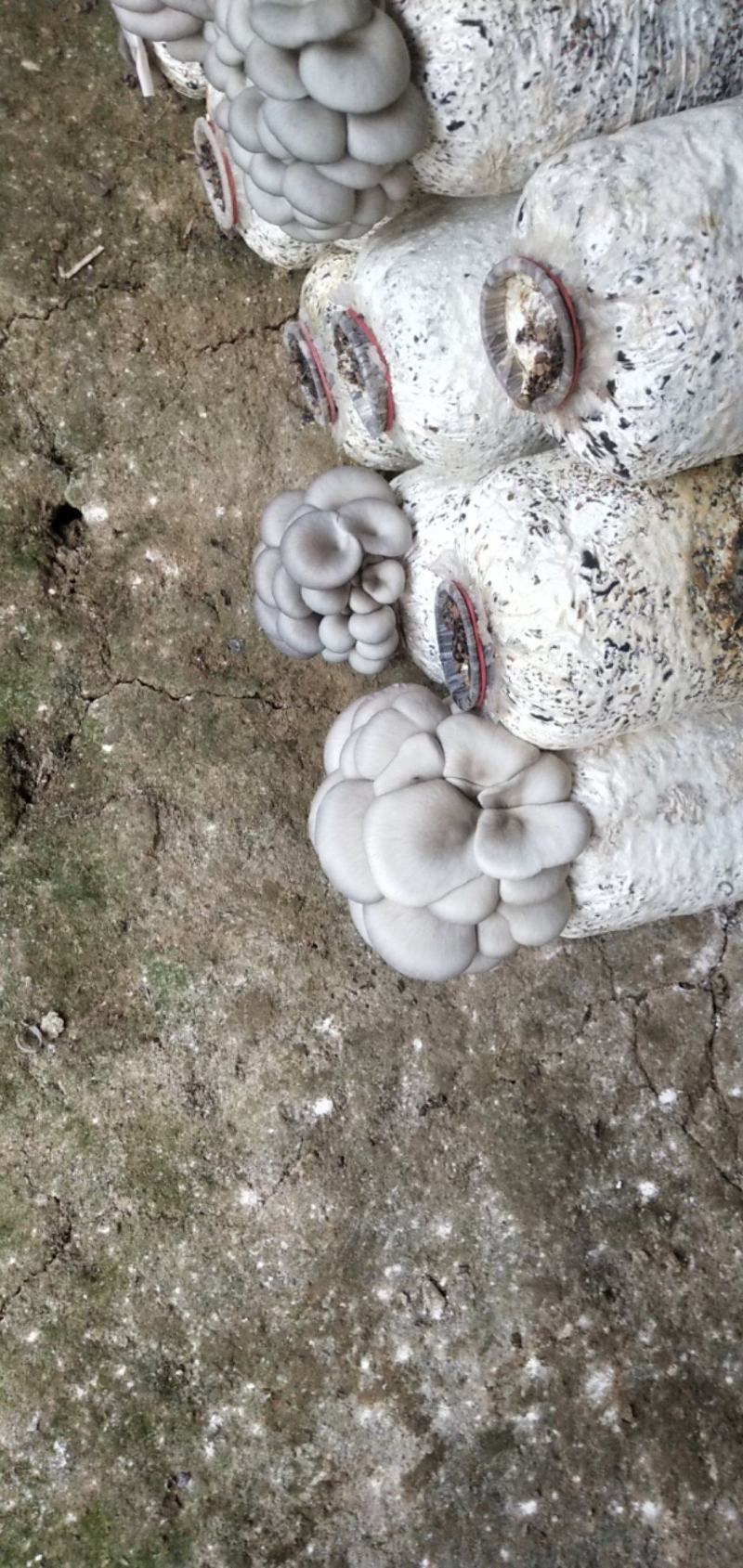 武汉蘑菇大量供应，有需要的老板可以下单