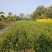 三分枝水蜡、河南水蜡、水蜡苗种植销售、鄢陵县水蜡基地
