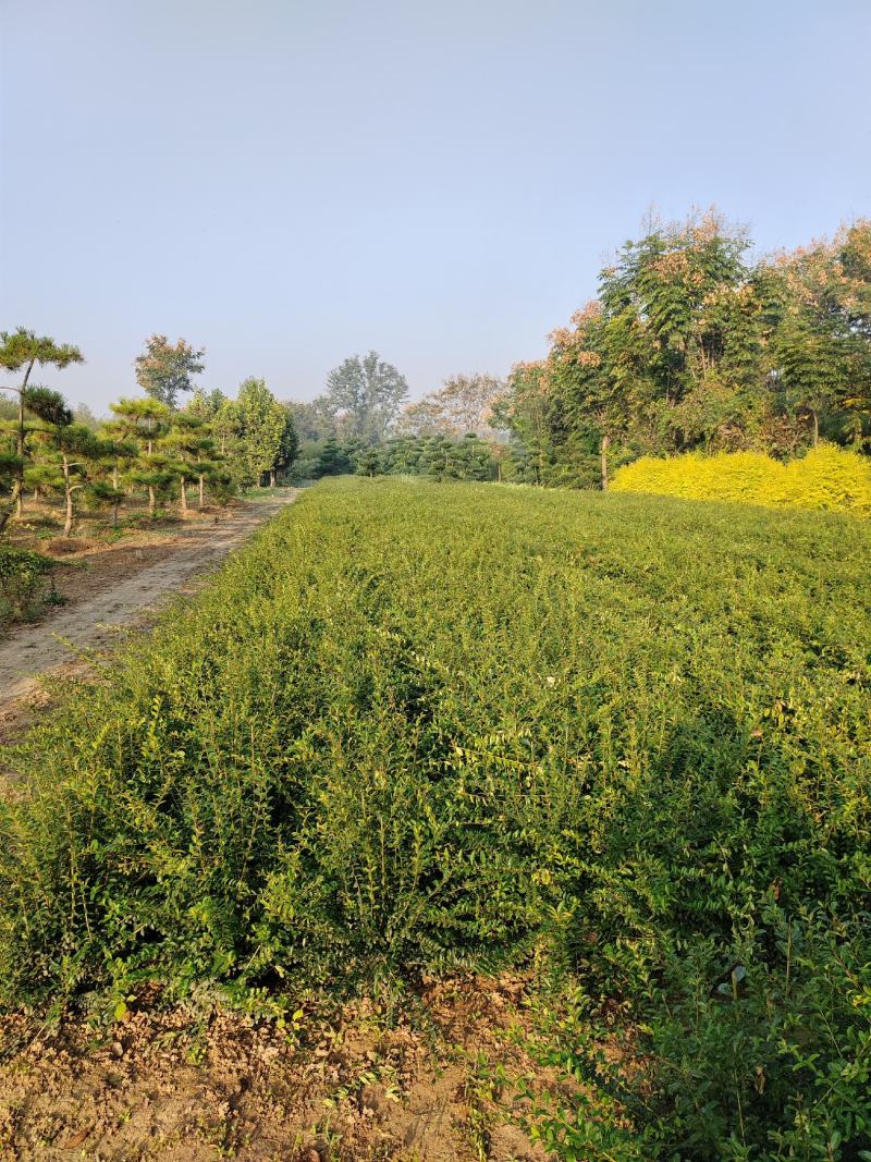 三分枝水蜡、河南水蜡、水蜡苗种植销售、鄢陵县水蜡基地