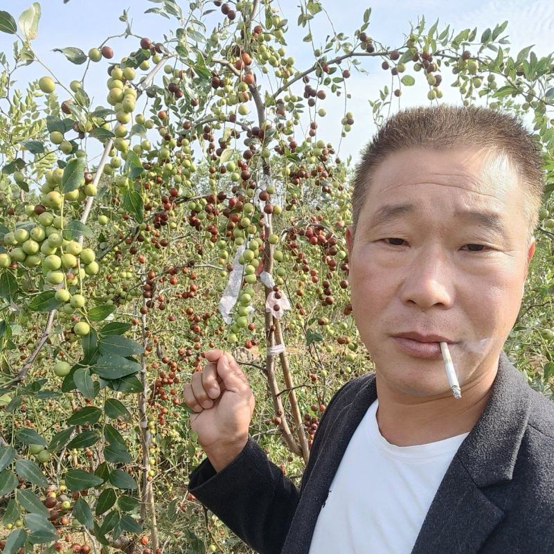 酸枣树苗