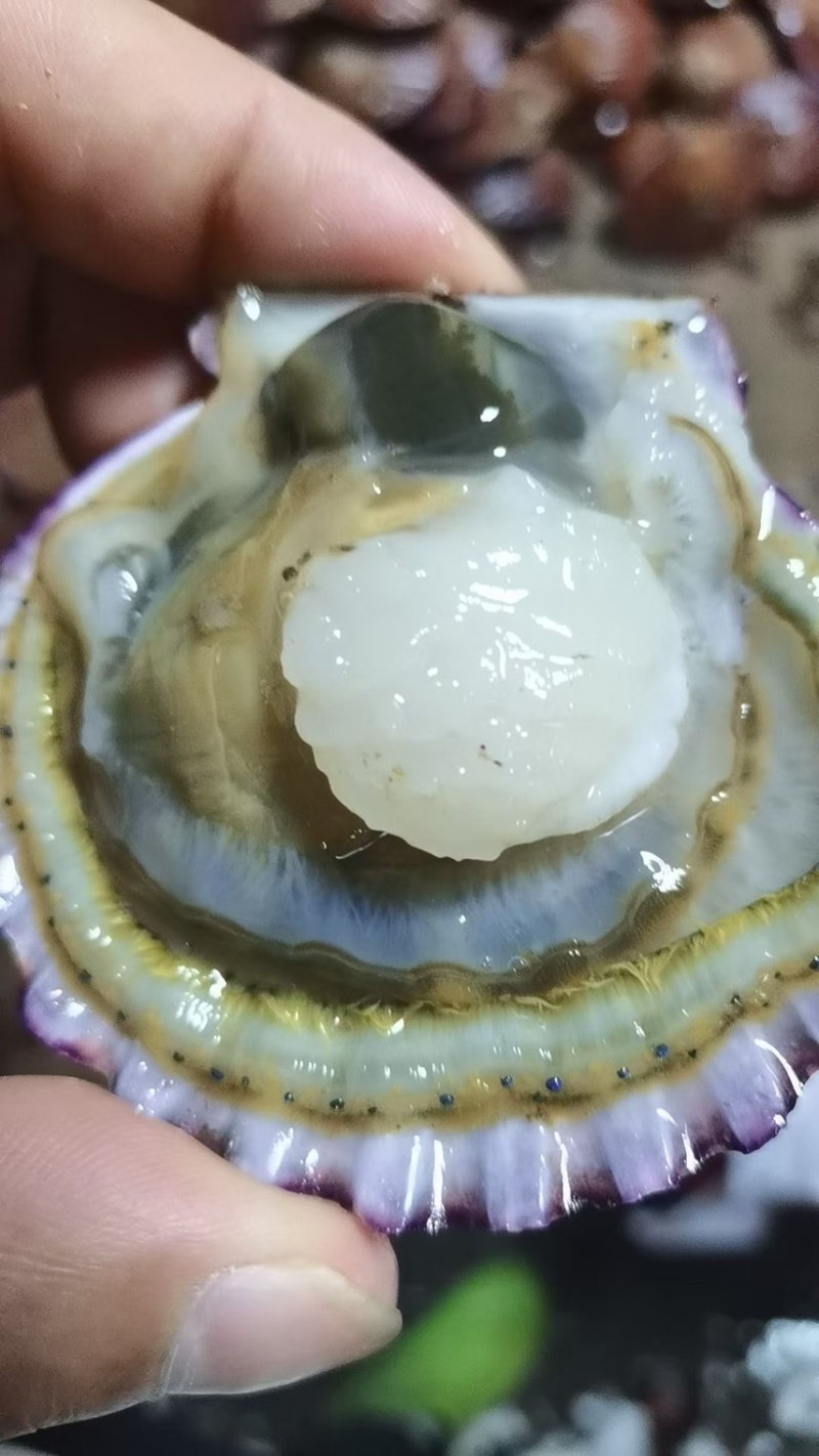 小红贝港湾贝壳扇贝养殖户直发规格大小齐全欢迎考察货源充