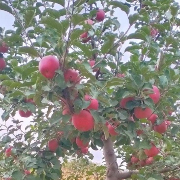 苹果