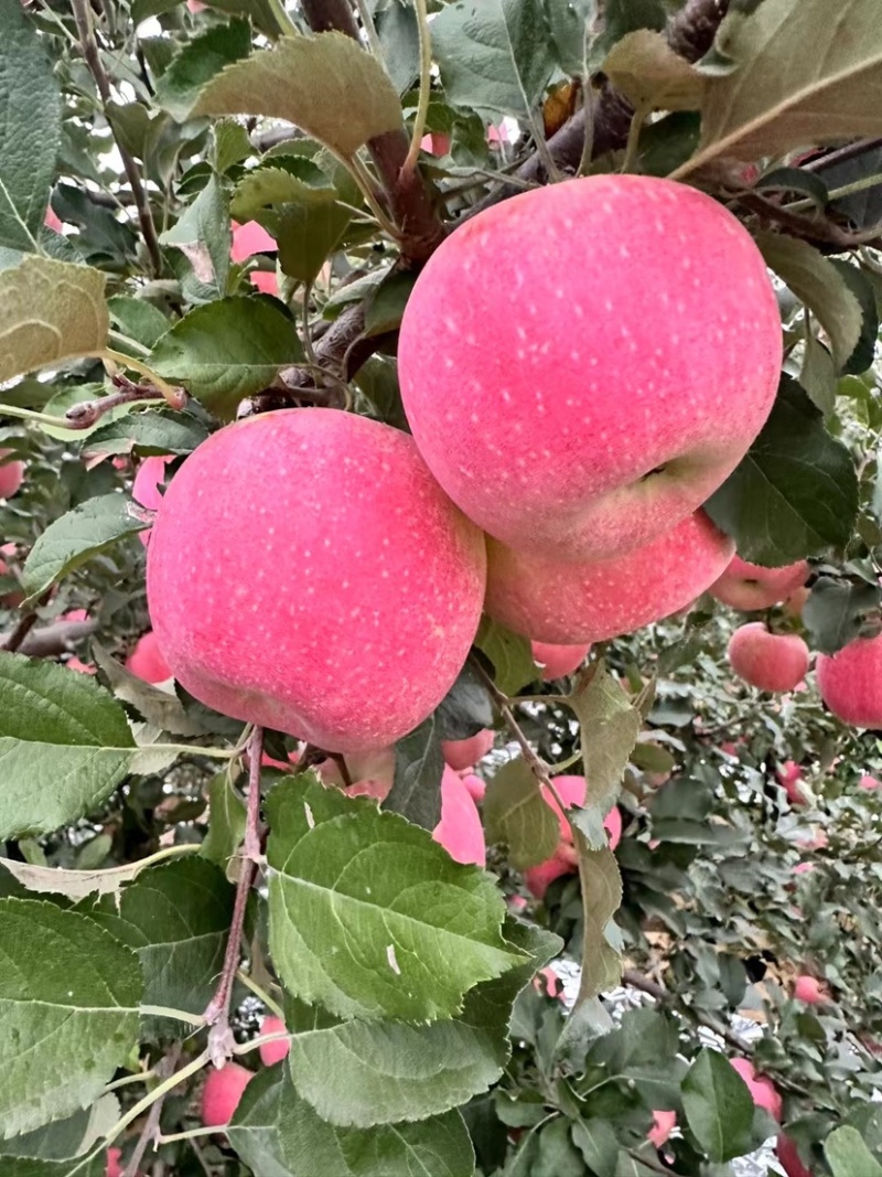 寒富苹果颜色全红口感好产地货源充足