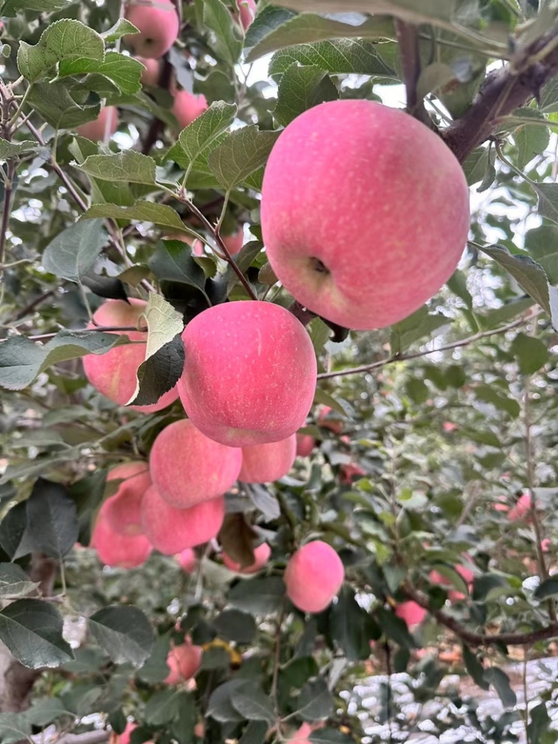 寒富苹果颜色全红口感好产地货源充足