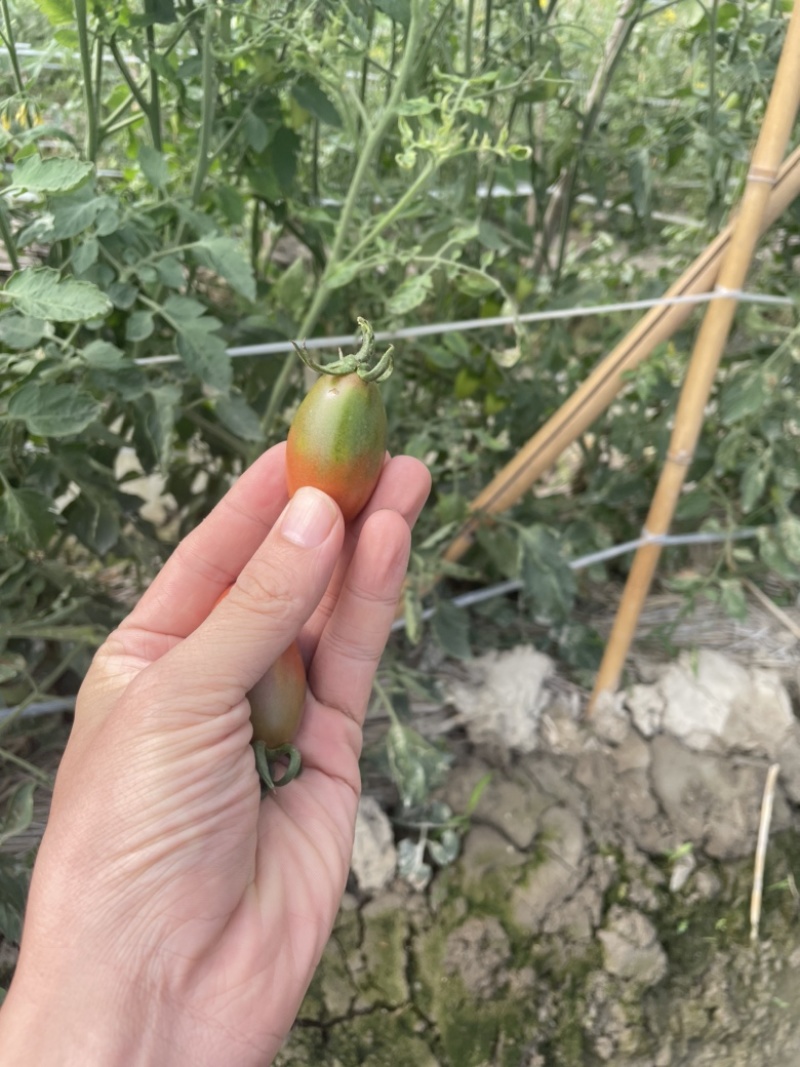 3千亩铁皮柿子番茄基地常年供应电商社区草莓番茄铁西柿子